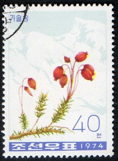 Mountain Flowers.