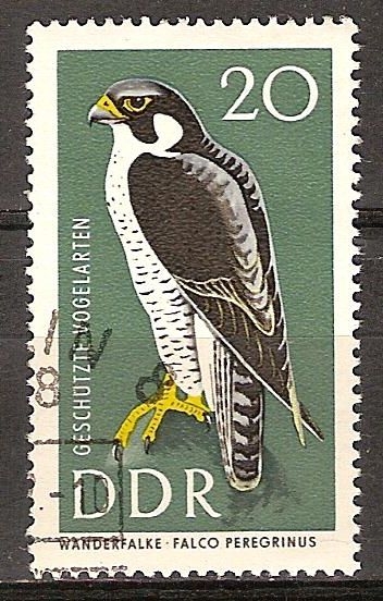 Aves protegidas.Halcón peregrino-DDR.
