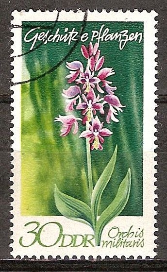  plantas protegidas (Orchis militaris)-DDR.