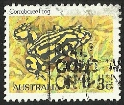 CORROBOREE FROG