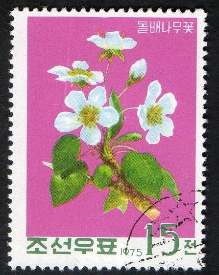 Tree Flowers.  