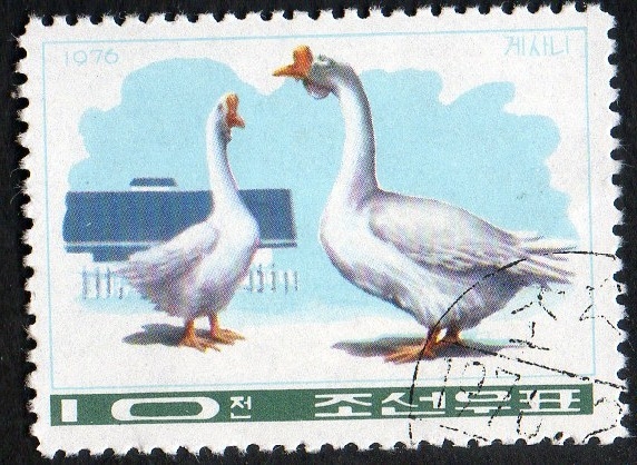 Ducks & goose. 