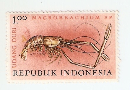 Macrobrachium sp.