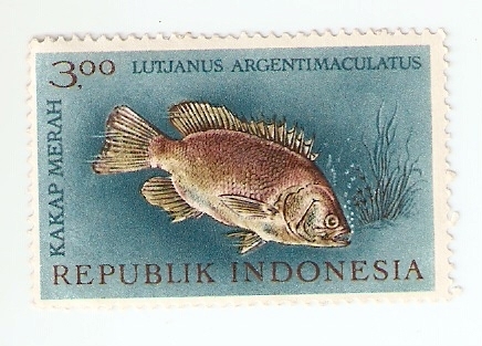 lutjanus Argentimaculatus