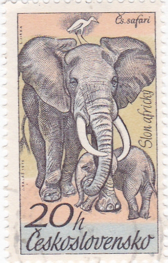 Elefante africano