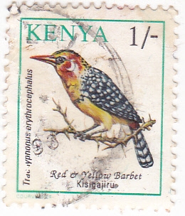 Barbet Kisigajiru