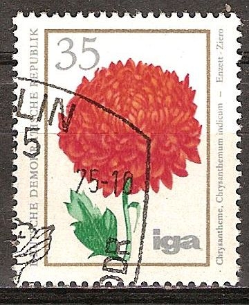  iga - la cría flor( Crisantemo, Crisantemo indicum)DDR.