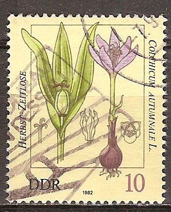  Las plantas venenosas(Autumn crocus, Colchicum autumnale L.)DDR.