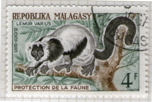 11 Lemur Varius