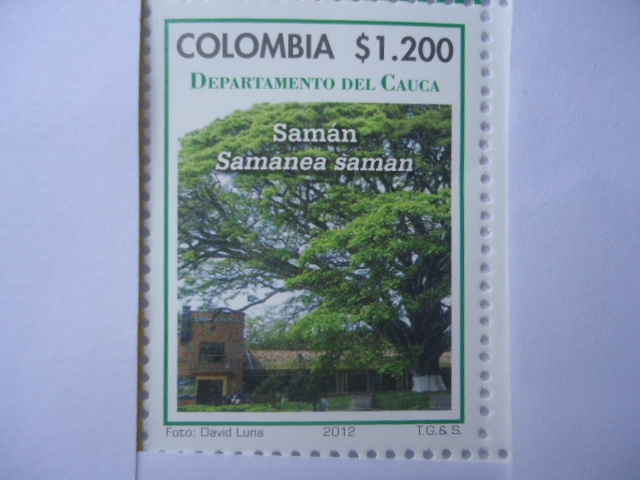 Departamento del Cauca - Samán Samanea saman -(4/12)