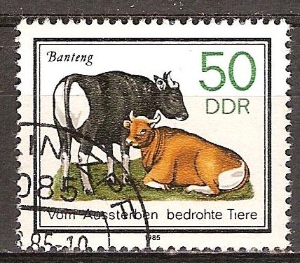 Animales en peligro de extinción, banteng (Bos javanicus)DDR. 