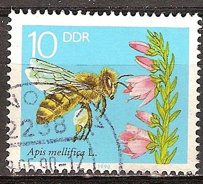 La abeja de la miel.Apis mellifera L. en brezo-DDR.