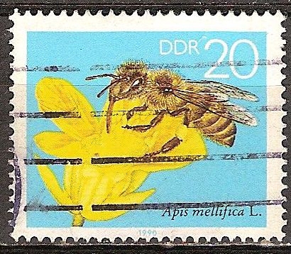 La abeja de la miel.Apis mellifera L. en una flor de la violación-DDR.