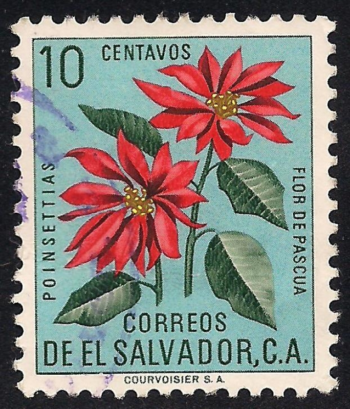 FLOR DE PASCUA.