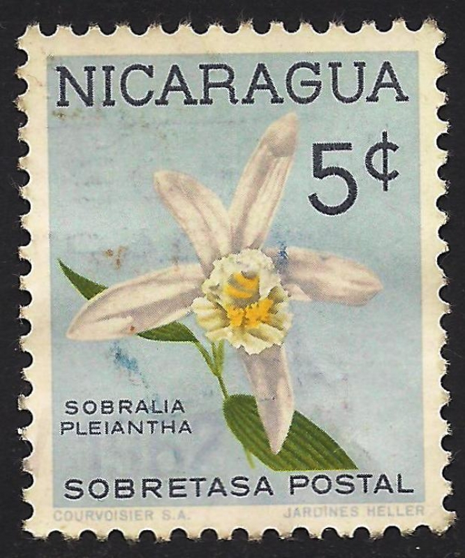 SOBRALIA PLEIANTHA