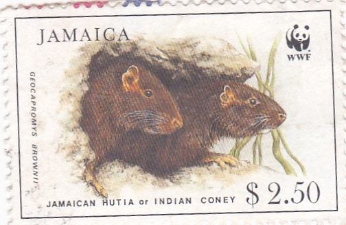 Jutía de Jamaica, conejo Indio