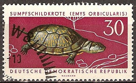 Animales Protegidos-Estanque de tortugas (Emys orbicularis)DDR.
