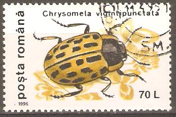 CHRYSOMELA  VIGINTIPUNCTATA