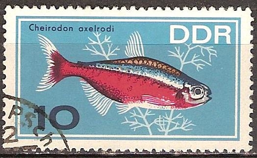 Peces ornamentales-(El cardenal tetra)DDR.