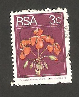 361 - Flor pelargonium inquinans