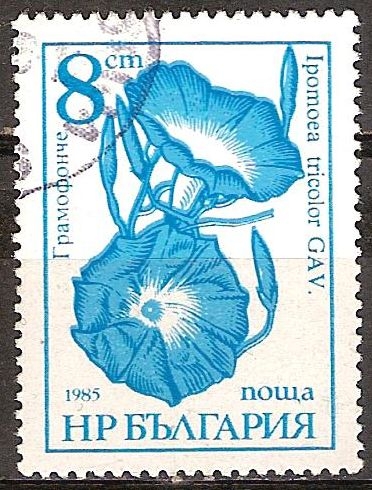 Flores - Ipomoea tricolor GAV.