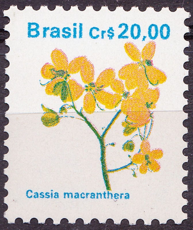 Cassia macranthera