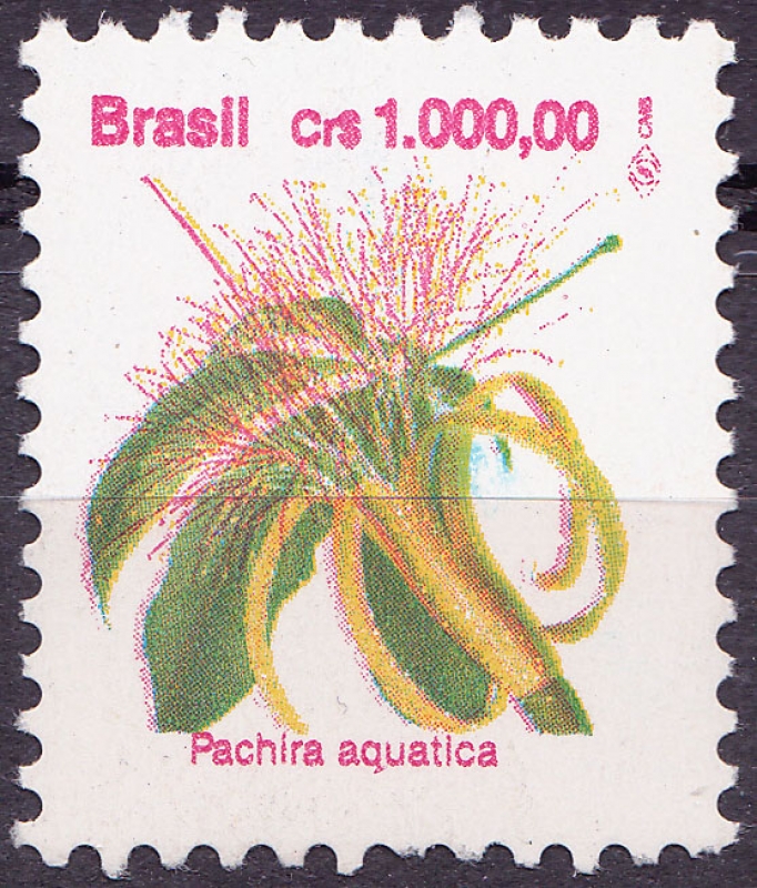 Pachira aquatica