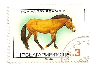 Caballo