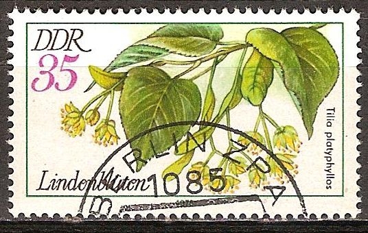 Plantas Medicinales( Flores de Lima,Tilia platyphyllos)-DDR.