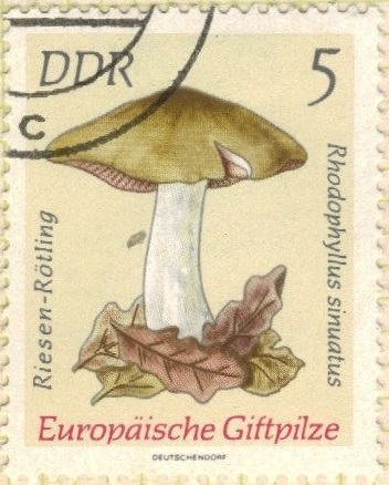 Entoloma sinuatus 