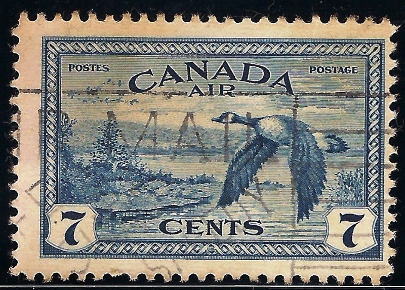 Gansos de Canadá en vuelo