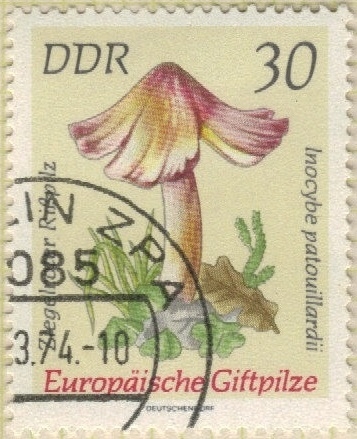 Patouillardii Inocybe 