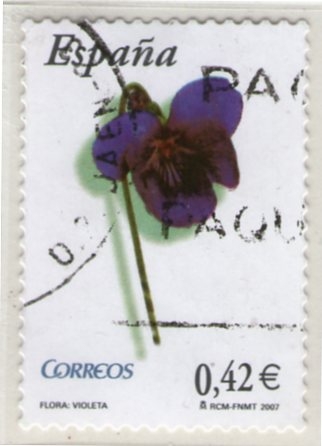 Violeta