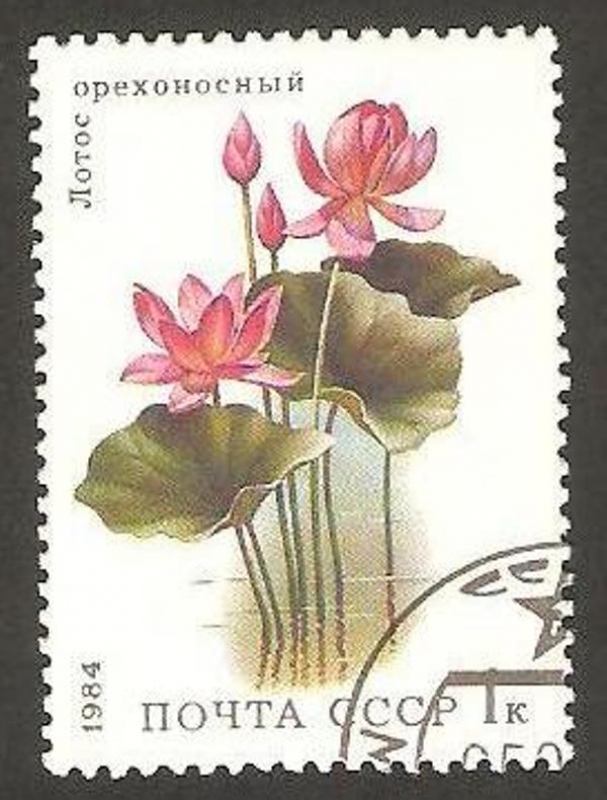 5095 - flora