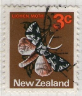 12  Lichen Moth