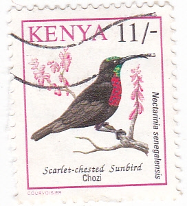 Aves - Nectarinia Senegalensis