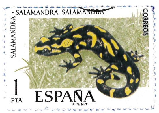 salamandra