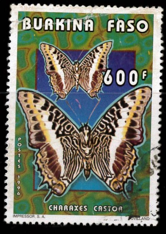 Charaxes castor