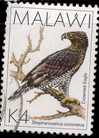 crowned eagle