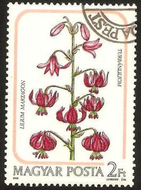 3007 - flores de lys, lilium martagon