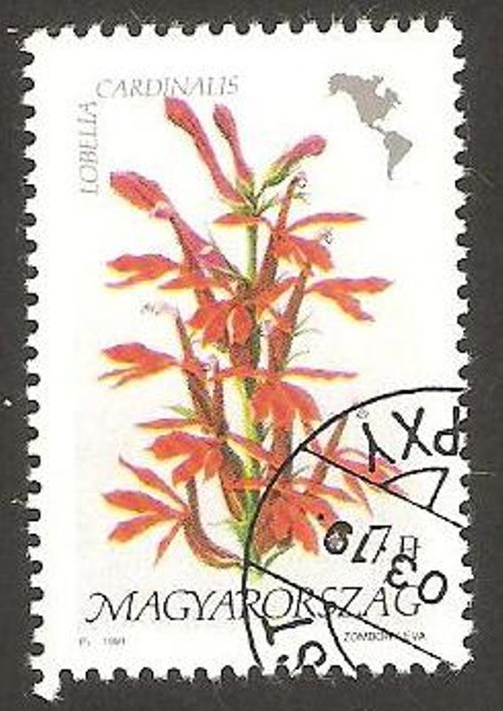 3308 - flor americana, lobelia cardinales