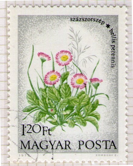 92 Bellis perennis