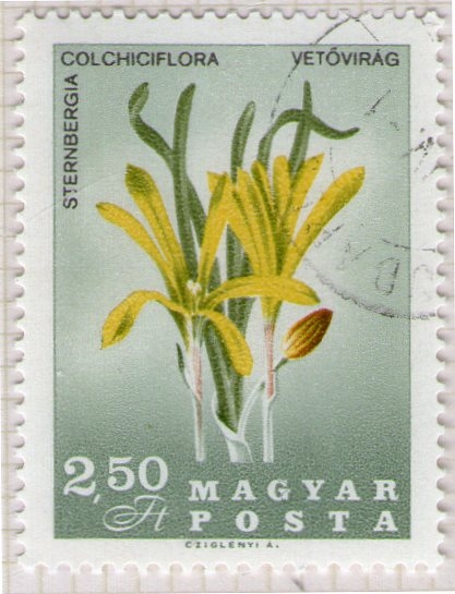95 Sternbergia colchiflora