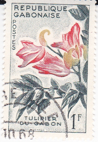 Tulipán de Gabón