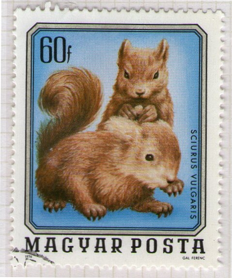 109 Sciurus vulgaris