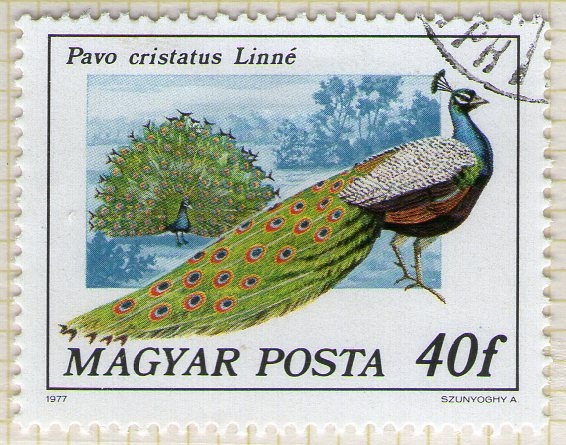270 Pavo cristatus Linné