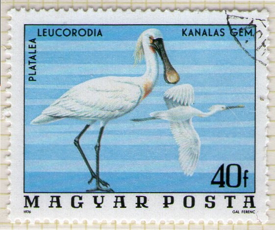 273 Platalea leucorodia