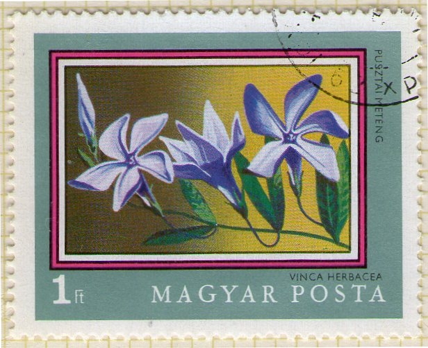 276 Vinca Herbacea