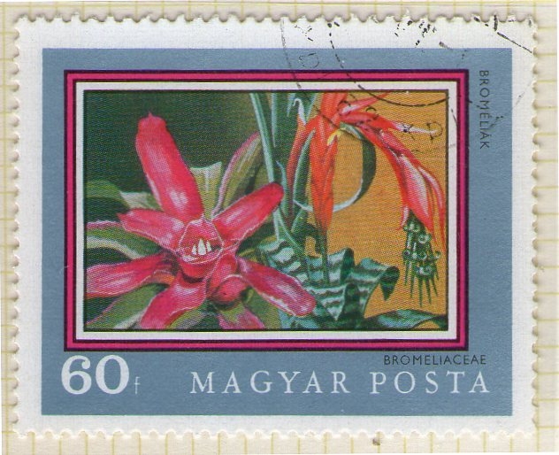 336 Bromeliaceae