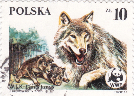 CANIS LUPUS- WWF